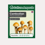 Cambodian - Culture Ampoule Set