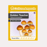 Golden Teacher - Culture Ampoule Set